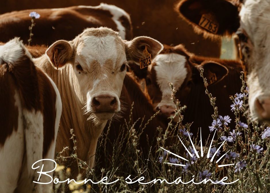 panier du 3 mars – vente de boeuf du 10 et 11 mars