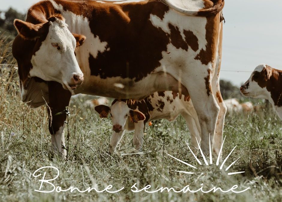 panier du 10 mars – vente de bœuf les 10 et 11 mars