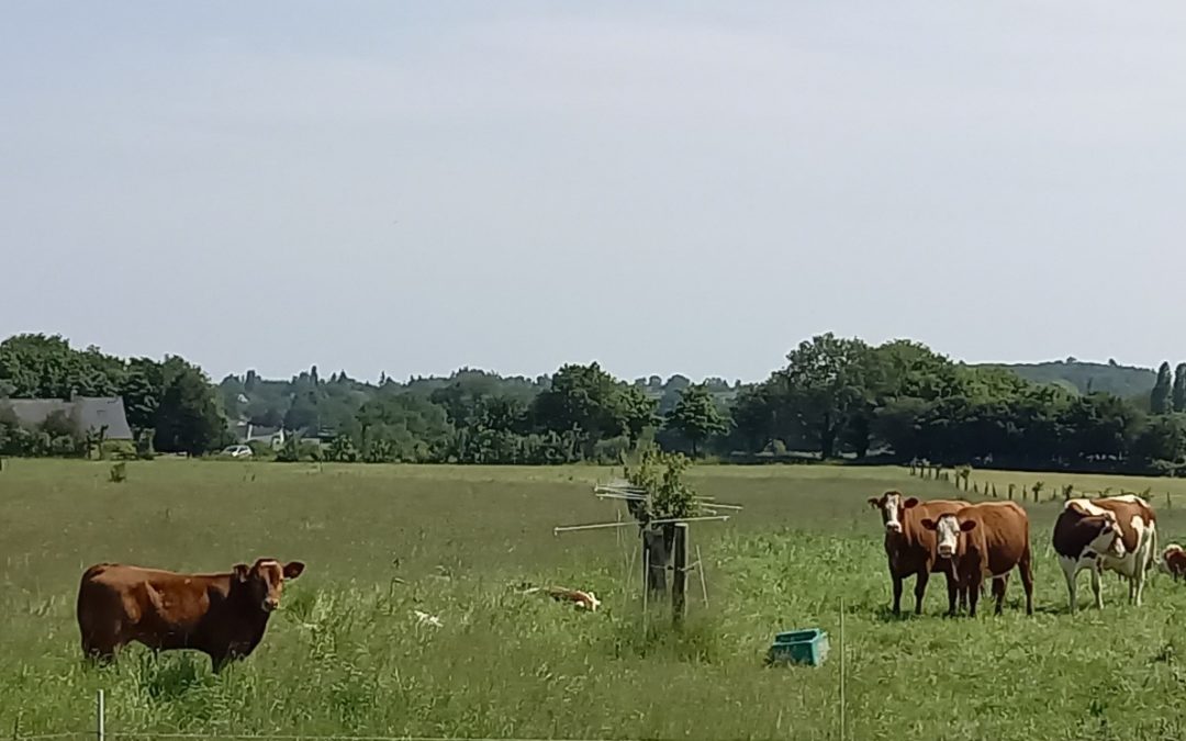 panier du 2 juin – vente de cochon – la fabrik à bulles au marché
