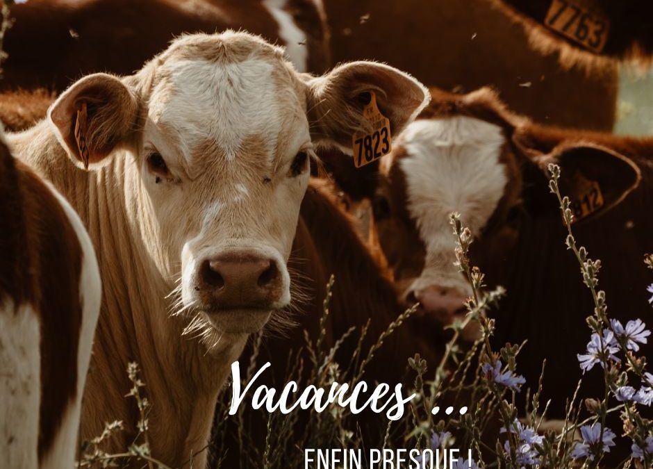 vacances … enfin presque ! panier du 4 aout