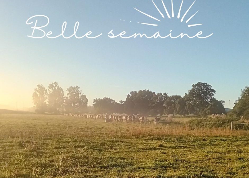 pas de marché ni de drive le vendredi 25/08, vente de veau les 15 et 16/09, ferme ouverte le 16/09
